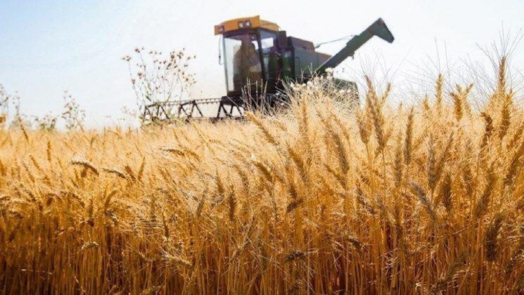 آغاز کشت گندم در استان‌های شمال غرب از ۲۰ شهریور