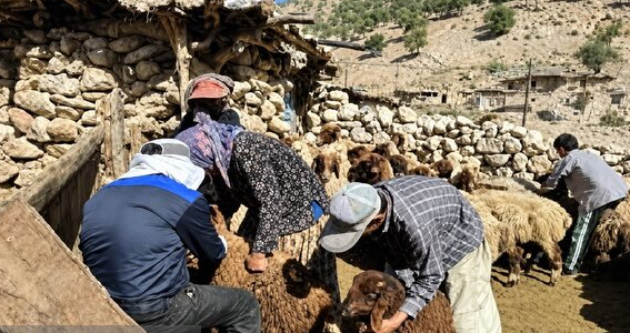 واکسیناسیون ۲ هزار و ۸۵۰ رأس دام در اردوی جهادی دامپزشکی چرام