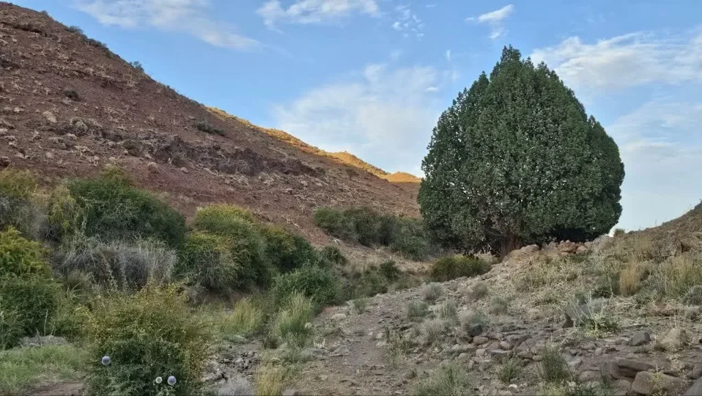 درخت ۹۰۰ ساله خراسان رضوی ثبت ملی شد