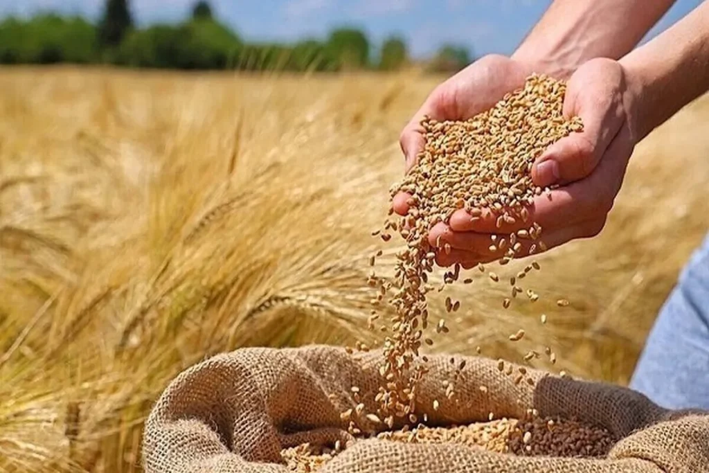 محدودیت واردات نهاده‌های دامی شکست/ تصمیم جدید دولت چیست؟