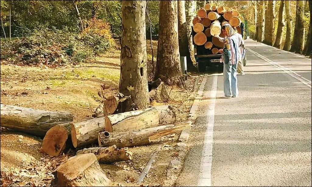 انتقاد روزنامه اطلاعات از قطع ۳۰هزار اصله درخت در چیتگر
