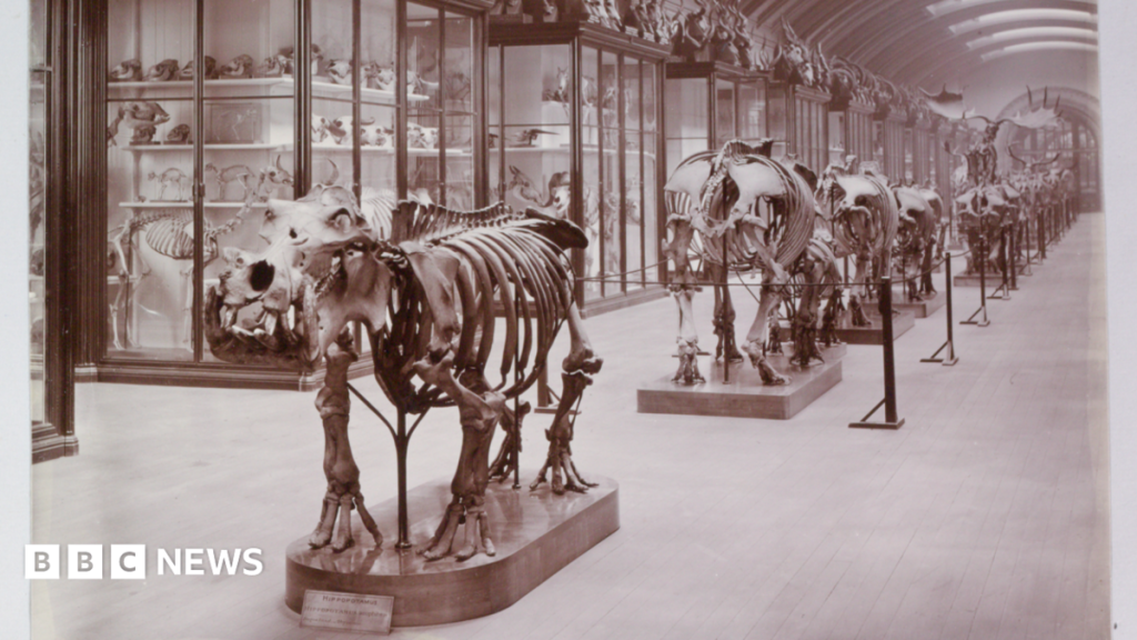 Hidden museum gallery to reopen after 83 years