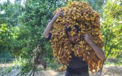 آغاز برداشت خرما از نخیلات قصرشیرین و جای خالی صنایع تبدیلی