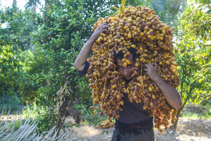 آغاز برداشت خرما از نخیلات قصرشیرین و جای خالی صنایع تبدیلی