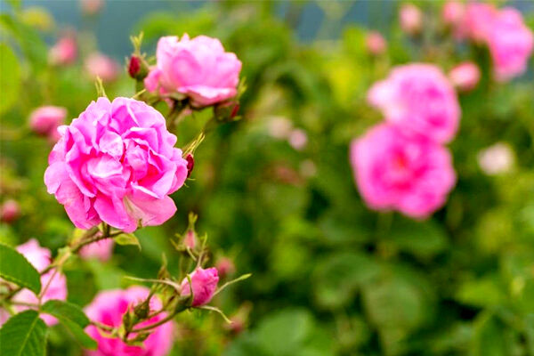 این گل خوشبو شاید خطر آلزایمر را کاهش دهد