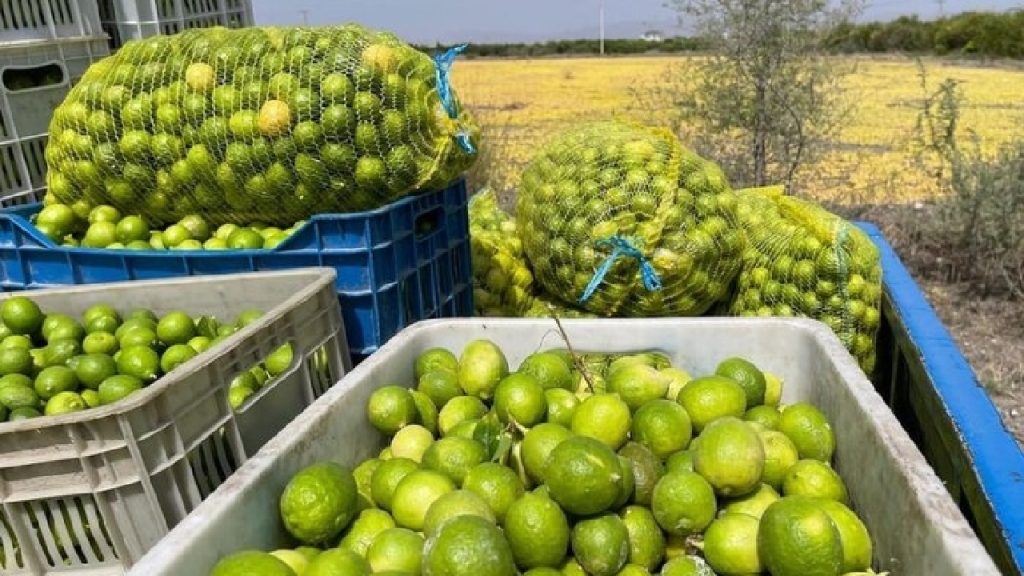 پیش بینی برداشت ۲۰ هزار تن لیموترش مرغوب از باغات دزفول