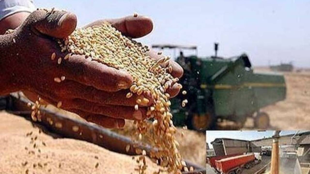 خرید بیش از ۶۷۳ هزار تن گندم از کشاورزان کردستانی