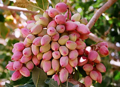 سطح زیرکشت پسته در همدان به ۴۰۴ هکتار رسید