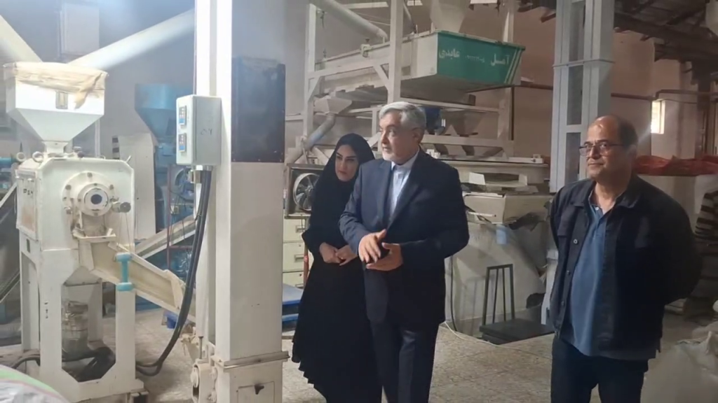 افزایش ۵ درصدی تولید شلتوک در شهرستان رشت