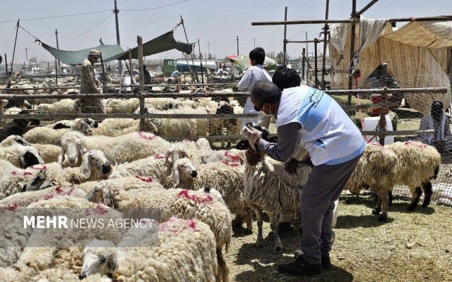 بهره‌مندی ۱۷ روستا از خدمات رایگان جهاد دامپزشکی در هفته دولت