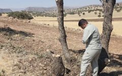 قطع غیرمجاز درختان در اسلام‌آبادغرب بدون اغماض پیگیری می‌شود
