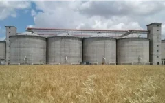 ۱۰۰ همت از مطالبات گندم‌کاران تا هفته آینده پرداخت خواهد شد
