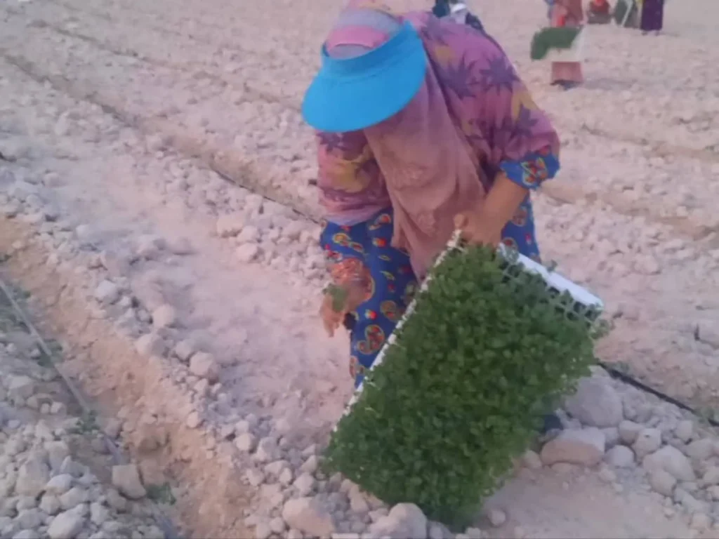 آغاز کشت نشاء گوجه فرنگی در مزارع شهرستان پارسیان