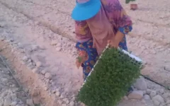 آغاز کشت نشاء گوجه فرنگی در مزارع شهرستان پارسیان