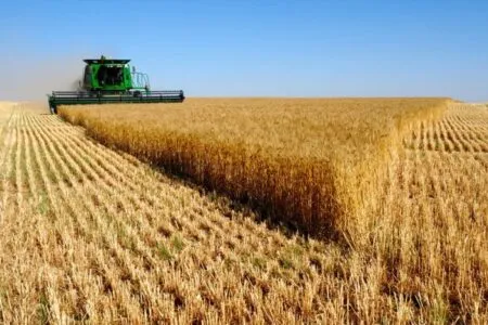 خرید تضمینی گندم در همدان از ۳۹۷ هزار تن عبور کرد