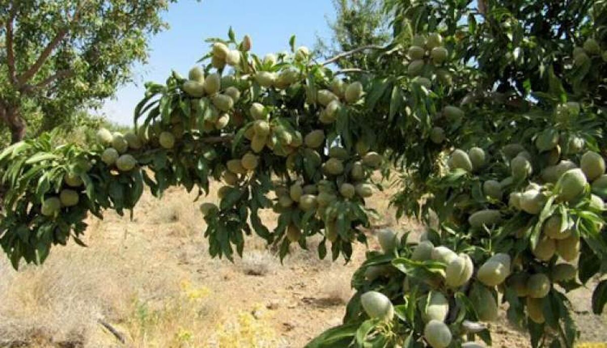 ظرفیت ۲۳ هزار هکتاری باغات بادام در چهارمحال و بختیاری