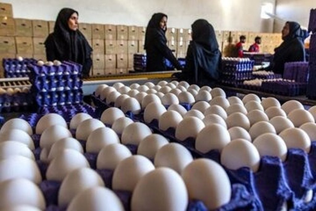 تخم‌مرغ گران‌تر می‌شود؟ مرغداران از زیان سنگین تولید می‌گویند