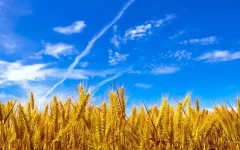 وعده جدید برای پرداخت مطالبات کشاورزان