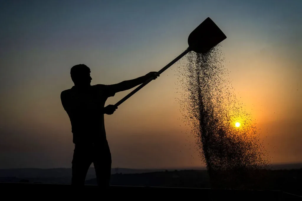 اصلاح نظام خرید گندم در دستور کار است