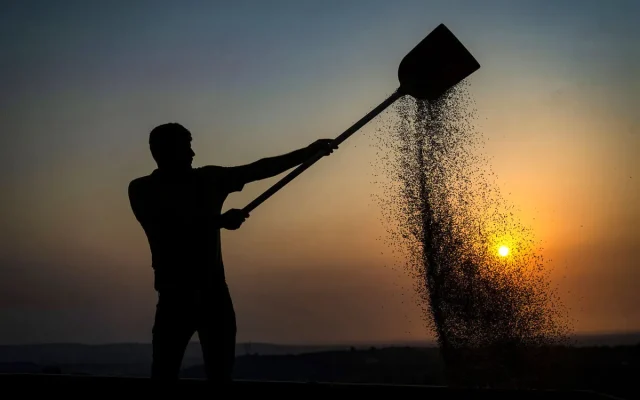 اصلاح نظام خرید گندم در دستور کار است