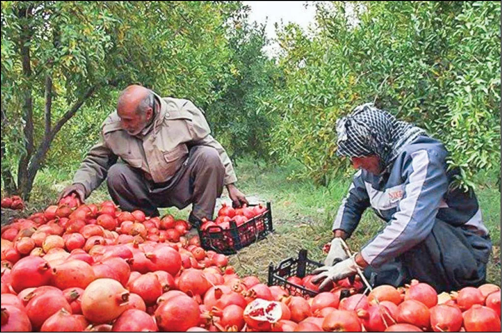 تلاش برای بازگشت شکوه به کشاورزی ساوه