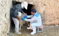 ۱.۶ میلیون رأس دام واکسینه می‌شوند