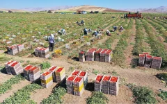 بخش کشاورزی پوست‌اندازی می‌کند
