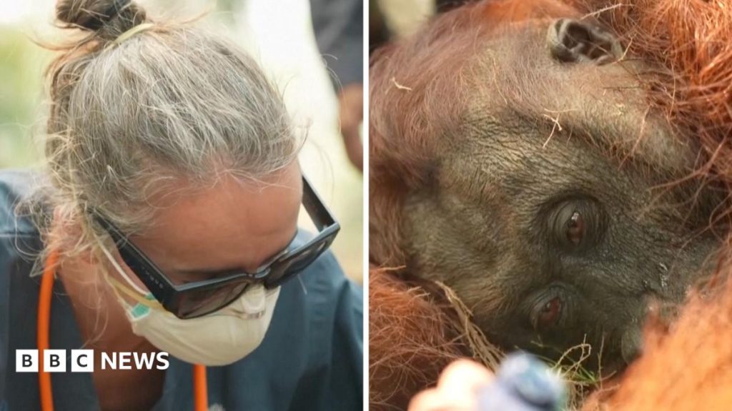 Orangutans in danger as wildfires blaze through Borneo