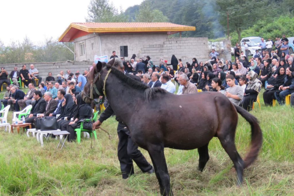جشنی بین شالیزار و ریل راه‌آهن در زیراب