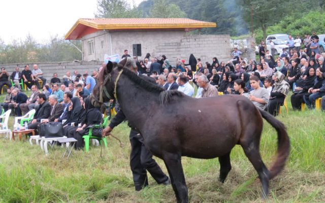 جشنی بین شالیزار و ریل راهآهن در زیراب