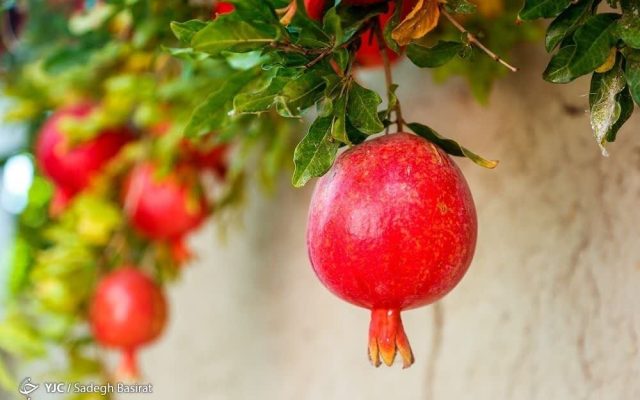 انار؛ میوه‌ای با خواص درمانی!