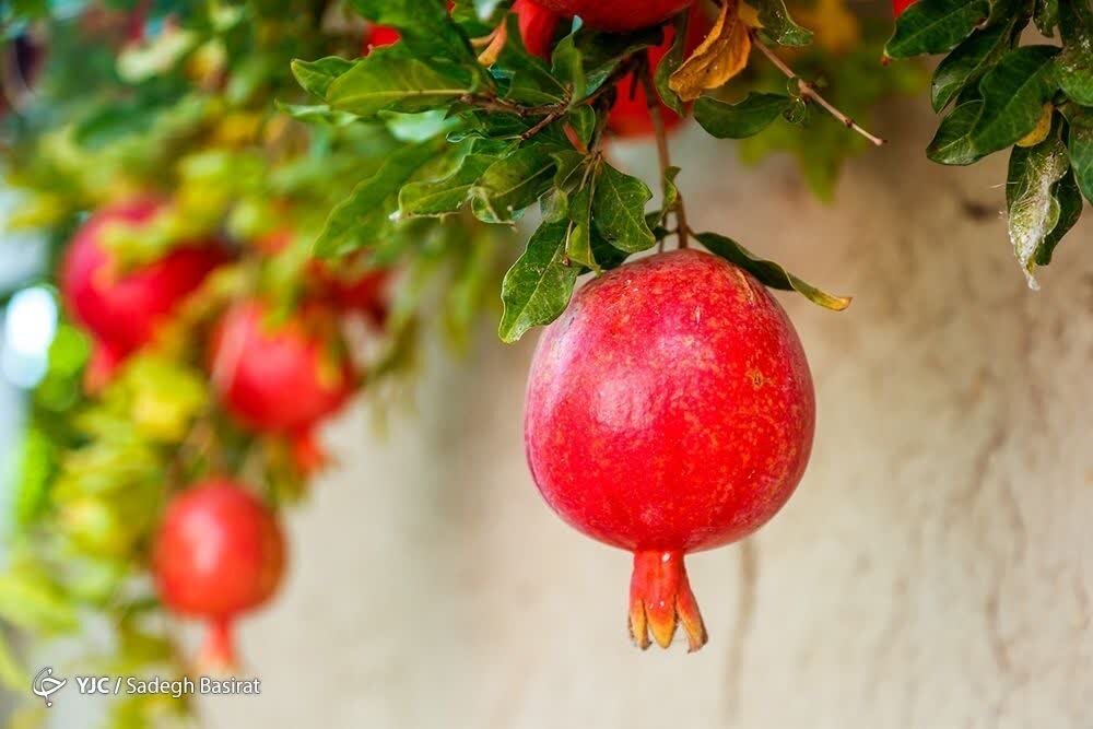 انار؛ میوهای با خواص درمانی!