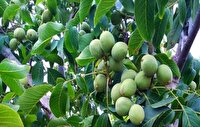 آغاز برداشت ۱۰ هزار تن گردو در آذربایجان غربی