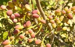 طلای سبز در زاگرس؛ پسته‌ای که از لرستان راهی بازار می‌شود