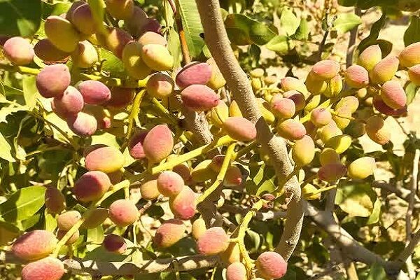 طلای سبز در زاگرس؛ پسته‌ای که از لرستان راهی بازار می‌شود