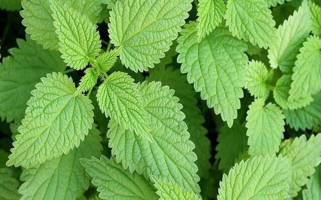 تولید ترکیب جدید ضد دیابت از گزنه در دستور کار قرار گرفت