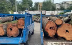 ۲ قاچاقچی حرفه‌ای چوب در آمل دستگیر شدند