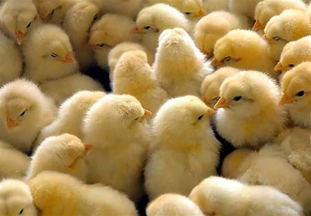 ثبت بیش از ۱.۸ میلیون قطعه جوجه‌ریزی در مرغداری‌های قائم‌شهر