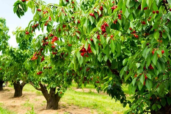 باغ‌های یزد در حال نابودی است؛ شهرداری‌ها پیش از تخریب وارد عمل شوند