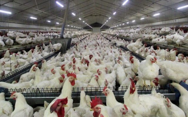صحت بیش از ۹۰ درصدی آمار طیور