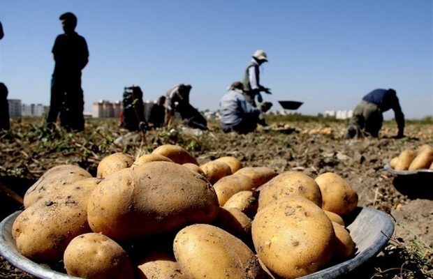بازار سیب زمینی به زودی متعادل می شود/ توزیع روزانه ۳۰۰ هزار تن سیب زمینی در میدان