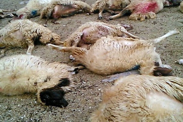 فوت چوپان و تلف شدن ۱۷ گوسفند در سانحه بزرگراه سیراف