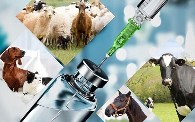 نظارت مسئول فنی بر آزمایش‌های دامپزشکی الزامی است