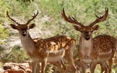 مهار کانون‌های بیماری حیات‌وحش و ارتقای استاندارد مراکز درمانی در دستور کار محیط‌زیست