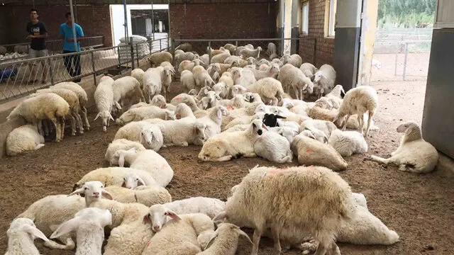 اجرای طرح جهش تولید در دامداری‌های روستایی و عشایری کرمانشاه کلید خورد