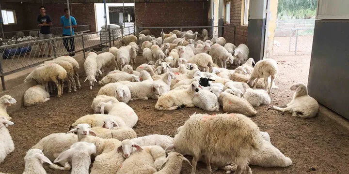 اجرای طرح جهش تولید در دامداریهای روستایی و عشایری کرمانشاه کلید خورد