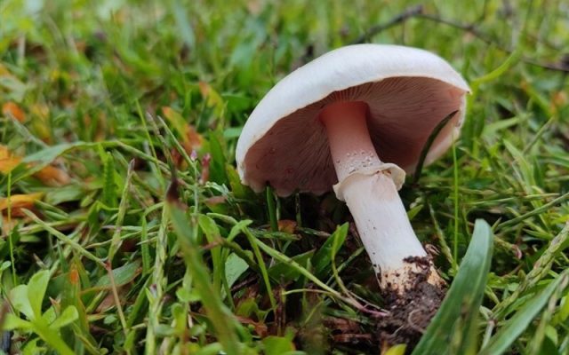 ۳ عضو یک خانواده در کالپوش بر اثر مصرف قارچ سمی جان باختند