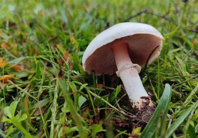 ۳ عضو یک خانواده در کالپوش بر اثر مصرف قارچ سمی جان باختند