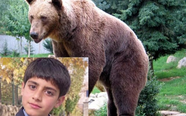مرگ نوجوان ۱۴ ساله در پی حمله خرس