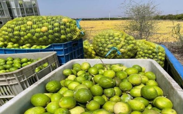 آغاز برداشت لیموترش در قیروکارزین فارس